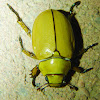 Shining Leaf Chafer