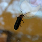 Photinus sp.