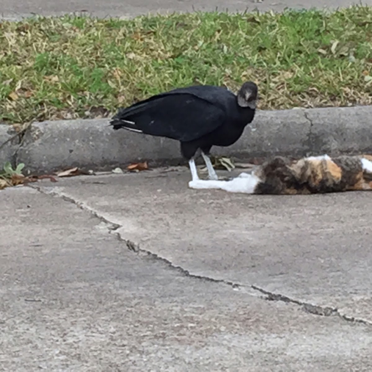 Black vulture