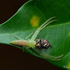 Sri Lanka Elongated Green Crab Spider