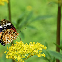 Antheraea Yamamai di 