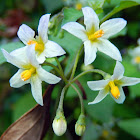 Black Nightshade