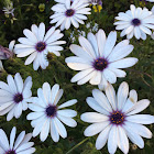 African daisy white