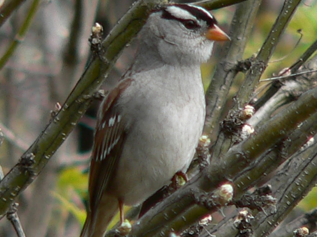 White-Crowned Sparrow