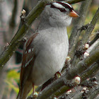 White-Crowned Sparrow