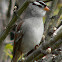 White-Crowned Sparrow