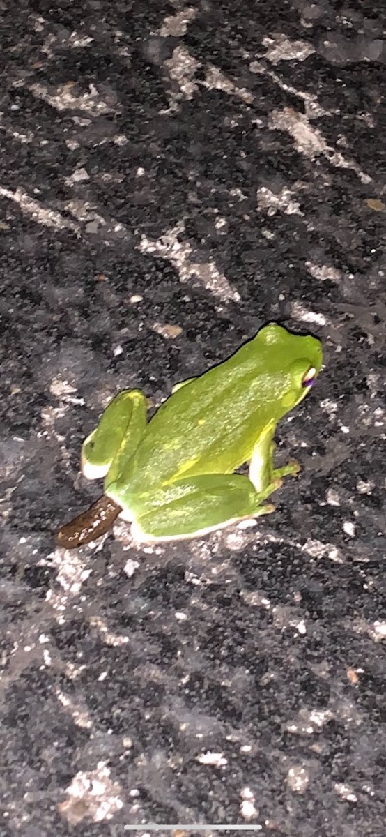 Green Tree Frog