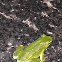 Green Tree Frog