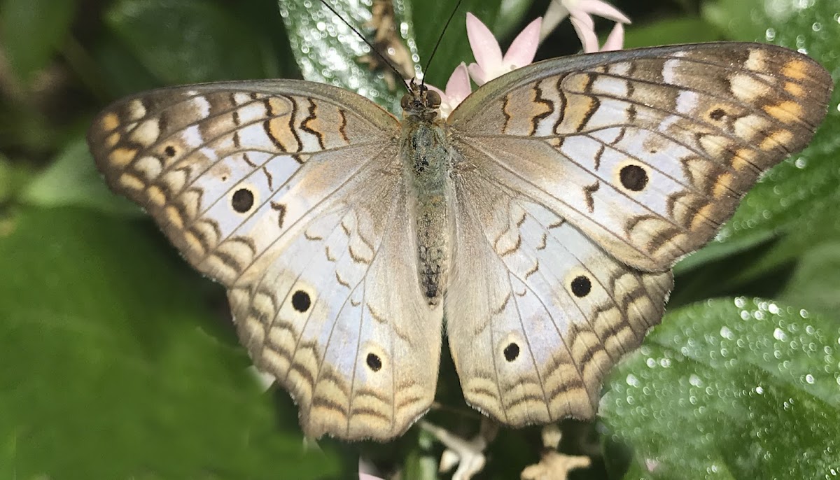 unknown butterfly