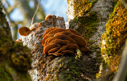 bunch of mushrooms small promo image