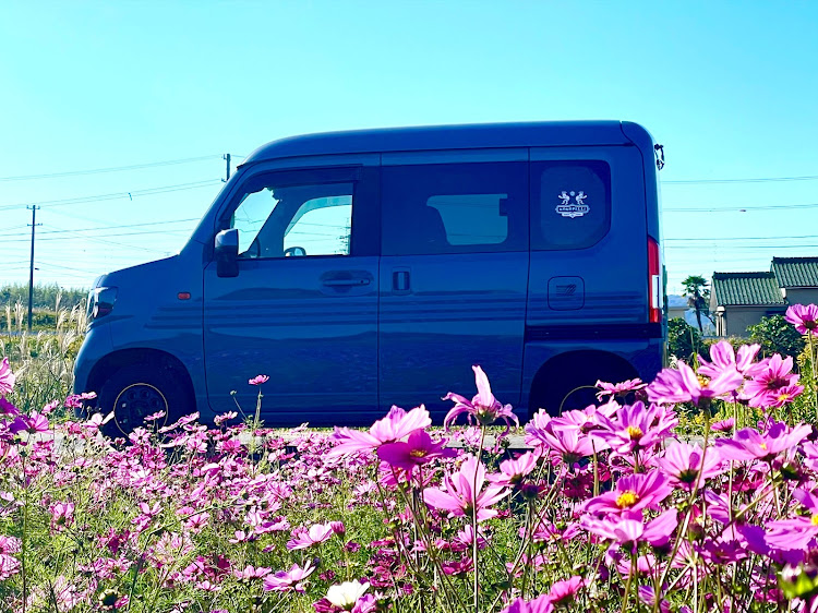 N-VANのNバン女子・コスモス畑・コスモスとコラボ・カメ活ドライブ・いいね&コメントいつもありがとうございますに関するカスタム事例の投稿画像4枚目