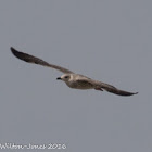 Yellow-legged Gull; Gaviota Patiamarilla