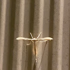 Plume moth sp.