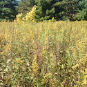 Late Goldenrod