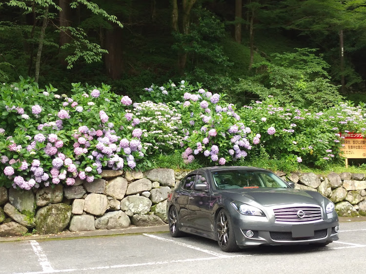 フーガ 51の6月26日(水)の早朝と再来・長谷寺駐車場・奈良県桜井市・2部制の第2部・優しいおっちゃんに関するカスタム事例の投稿画像12枚目