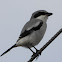 Loggerhead shrike