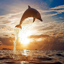 Admirable Dolphin for 1366 X 768 resolution