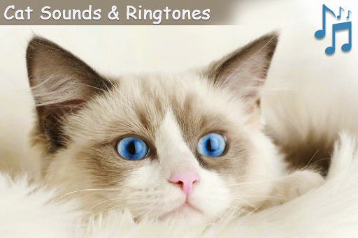 Cat Sounds Ringtones