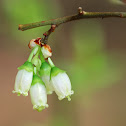 Northern Highbush Blueberry