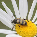 Longhorn Beetle on Oxeye Daisy