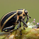 Sesbania stem-boring weevil