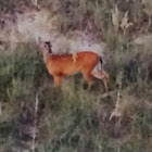 White-tailed deer