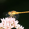 Meadowhawk