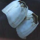 Ivory  Acorn barnacles