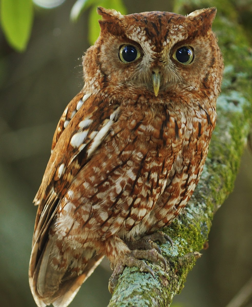 Eastern screech owl