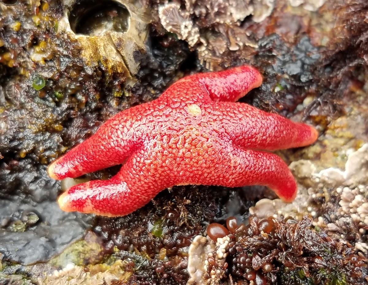 Pacific blood star