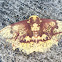 Imperial Moth