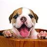 Puppy Live Wallpaper icon