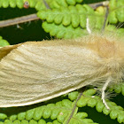 Tussock Moth