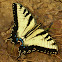 Eastern Tiger Swallowtail