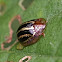 Tortoise Beetle