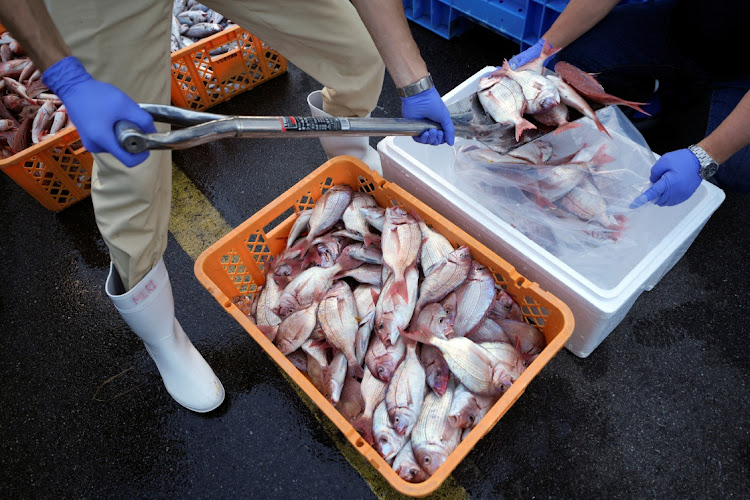 Local staff encase the sample fish to a cold box for a team of experts from the International Atomic Energy Agency (IAEA) with scientists from China, South Korea and Canada at Hisanohama Port, Japan.