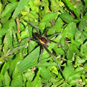 Giant Fishing Spider