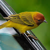 Reinita de manglar (Yellow warbler)