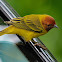 Reinita de manglar (Yellow warbler)