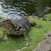 Asian Water Monitor