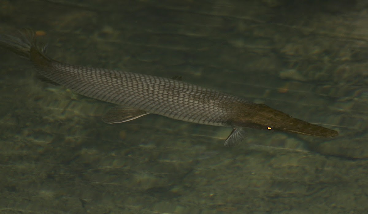 Alligator Gar