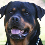 Cover Image of ดาวน์โหลด Rottweilers Dog Wallpapers 1.0 APK