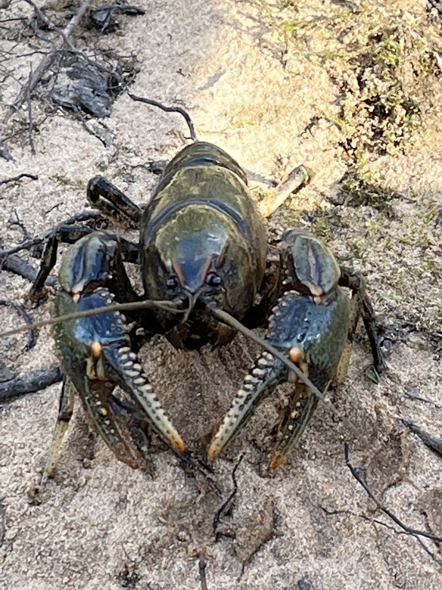 Bottlebrush Crayfish