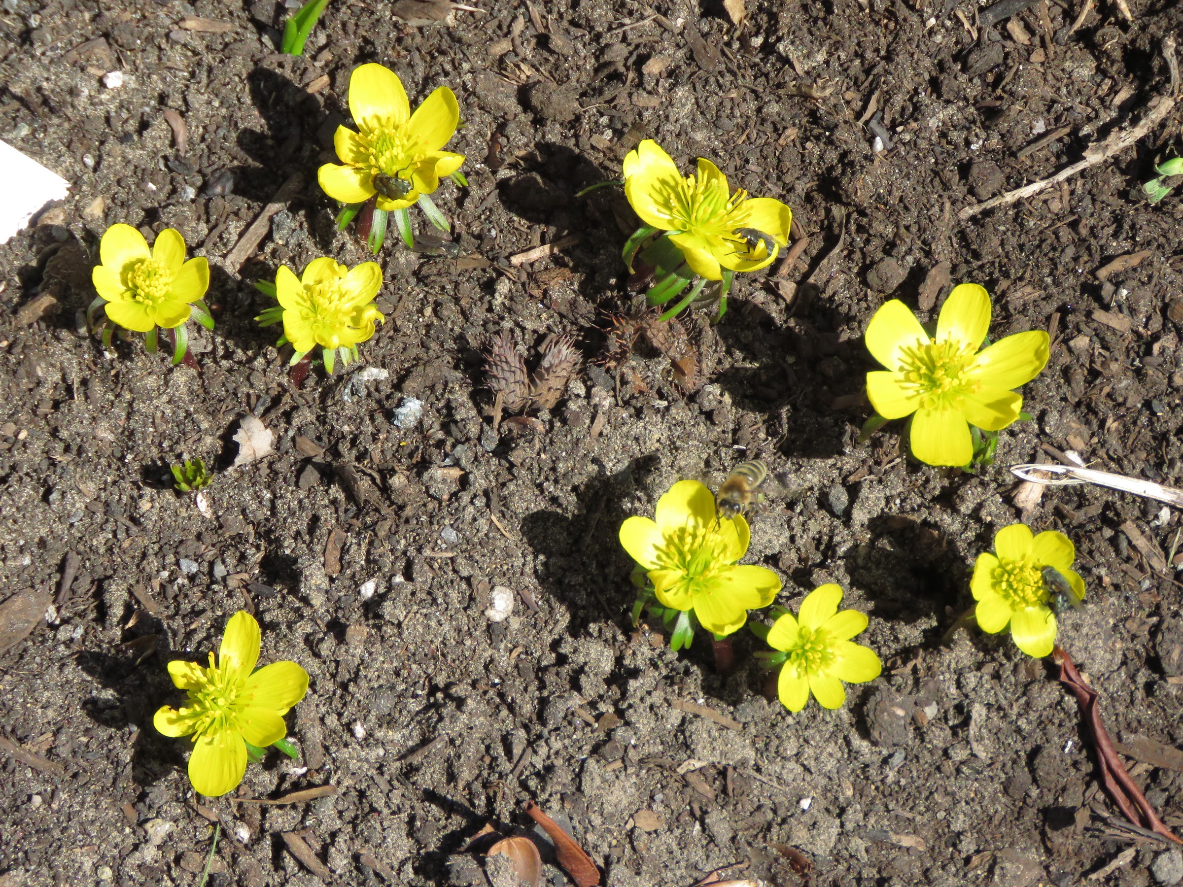 Pendant ce temps, dans le jardin de grigri... - Page 6 LdmUaZt8Tv6lA_OeoBpmw2II1FWzM1QVSnpUn_bwiIwEYbFjgRPRgvM7qerdS6y6k6u_WUXV3YW-W_fczKgNA0H3Vs4kV5p0442flbjMnjlKWjaAzM3lbjYnLhxtPGgUd4Evki6wrpU=w2400