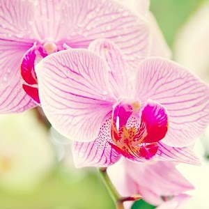 Download Orchid Wallpapers HD For PC Windows and Mac