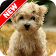 Puppy Wallpapers HD icon