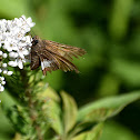 Silver-spotted Skipper