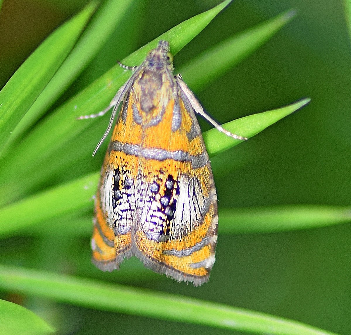 Arched Marble Moth