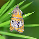 Arched Marble Moth