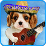 Funny cats. Funny dogs. Apk